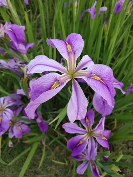 花菖蒲特寫
