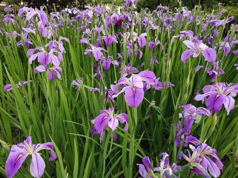 花菖蒲花海背景