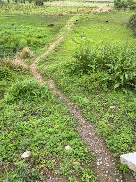 田園小路