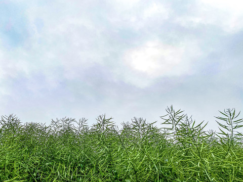 油菜子