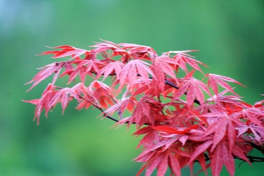 紅楓