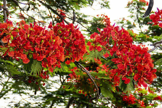 鳳凰樹(shù)花開(kāi)