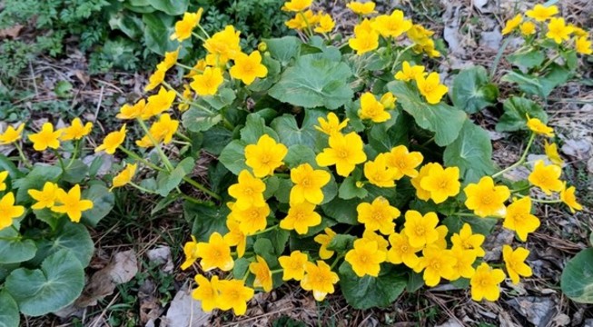 馬蹄花