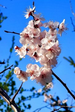 梅花