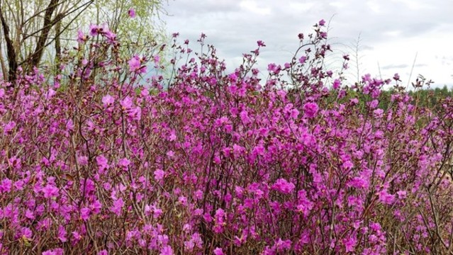 花叢
