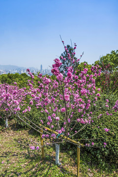 溫州景山公園桃花園