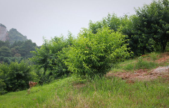 鷹嘴桃