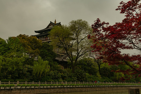 公園綠植紅松
