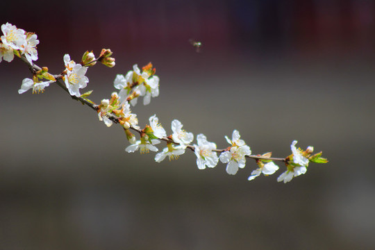 花卉特寫(xiě)