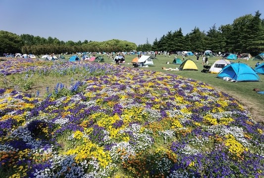 花海