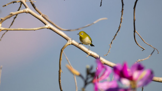 花鳥圖