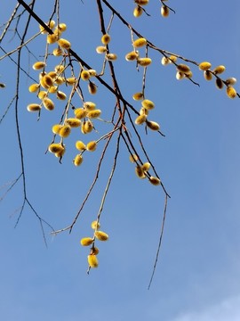 春天的柳樹花
