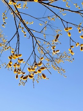 春天的柳樹花