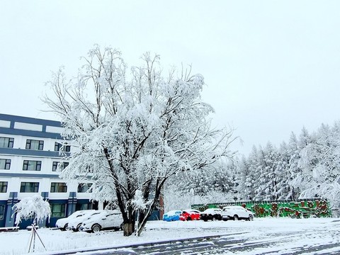 春天的雪掛