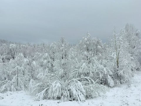 春天的雪掛
