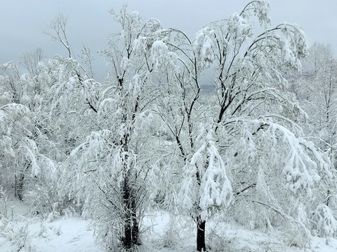 春天的雪掛