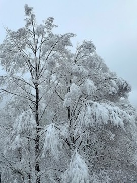 春天的雪掛