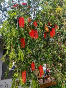 紅千層
