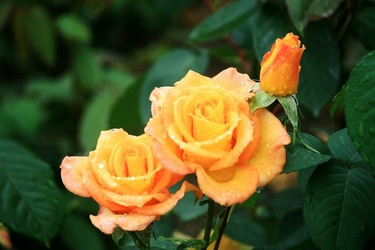 雨后月季花