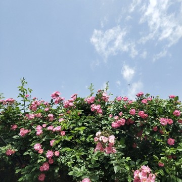薔薇