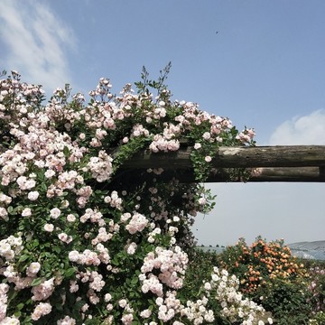 薔薇