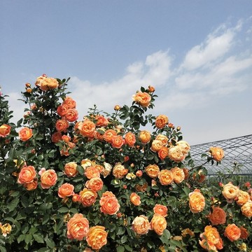 薔薇