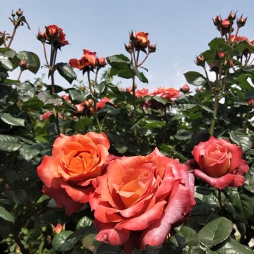 薔薇