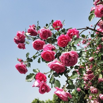 薔薇