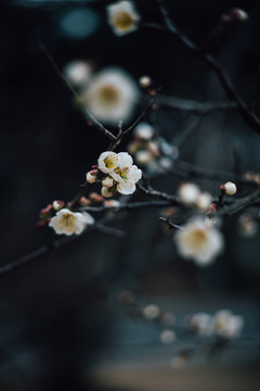 梨花特寫