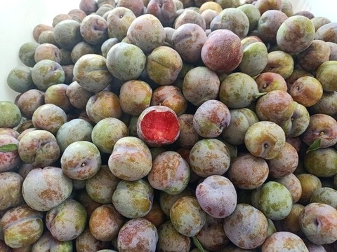 三華李紅心李