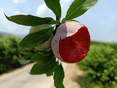 三華李紅心李