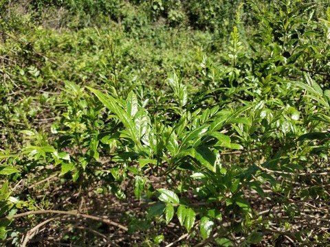 莓茶葉
