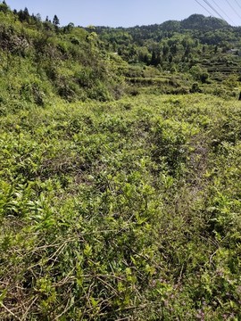 莓茶