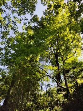 樹林