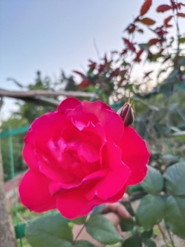 月季花