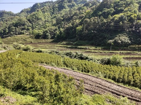 樹(shù)木與遠(yuǎn)山