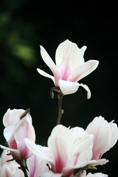玉蘭花