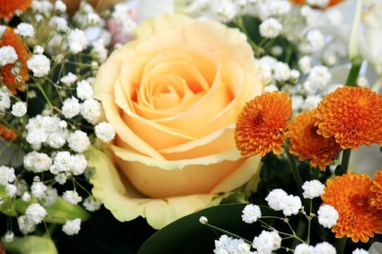 玫瑰花