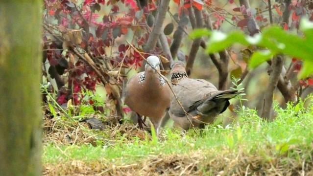 斑鳩
