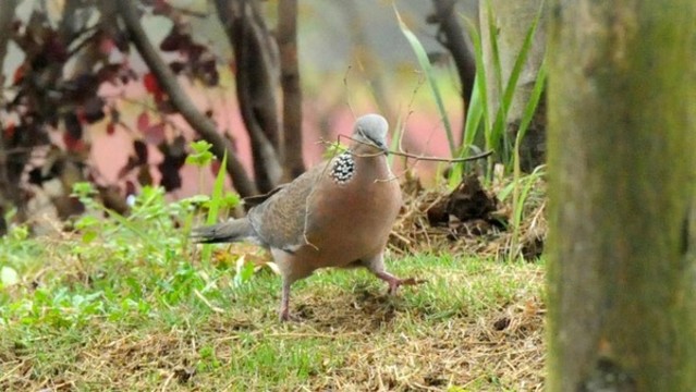 斑鳩