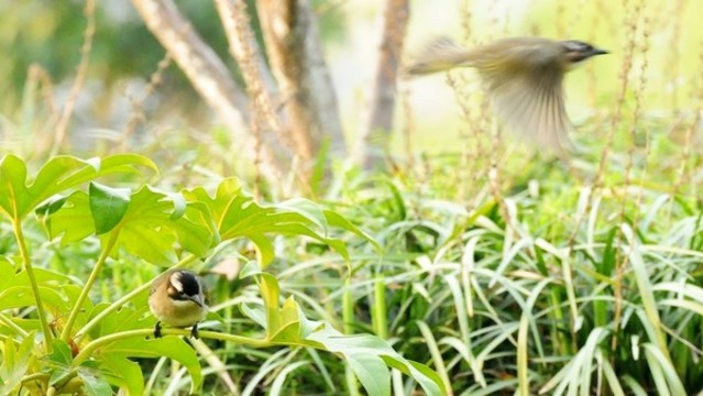 白頭鵯