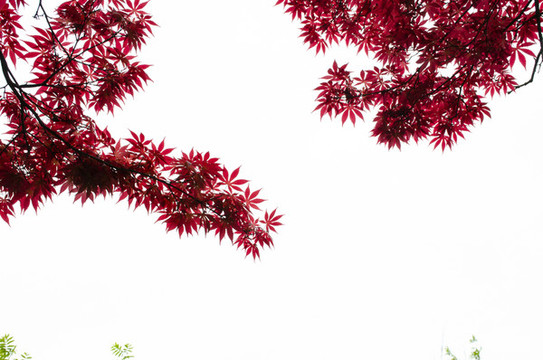 紅楓葉