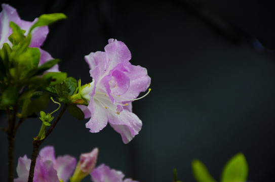 杜鵑花