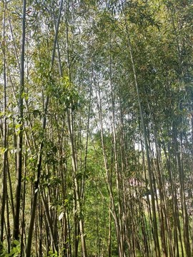林