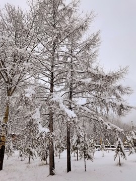 春天的雪掛