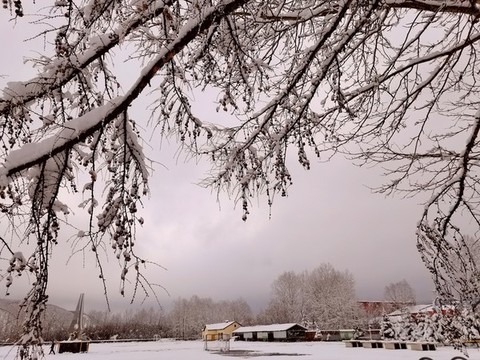 春天的雪掛