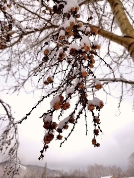 春天的雪掛