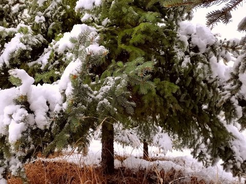 春天的雪掛
