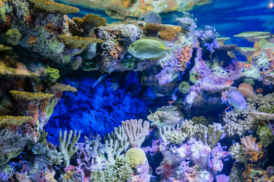 水族館