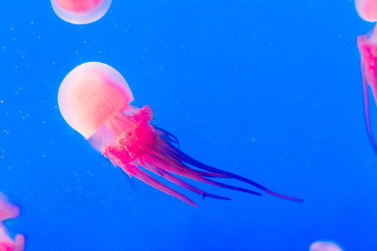 水族館